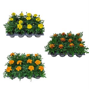 Afbeelding van Tagetes kleinbl P9 Divers